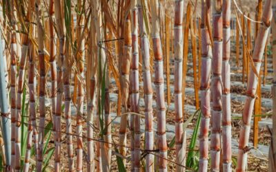 Plant-Based Plastic Alternative Made With Sugar Cane Fiber 
